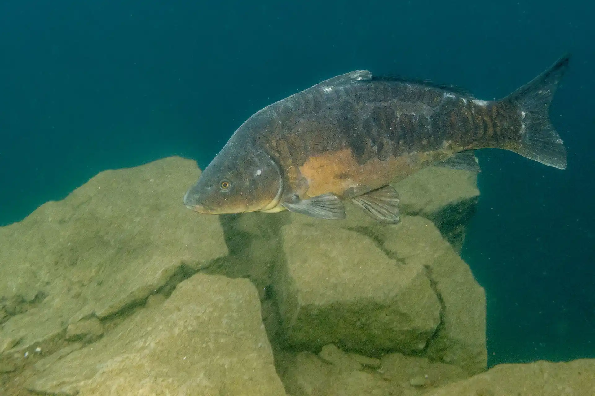 Tauchen im Steinbruch bei Löbejün