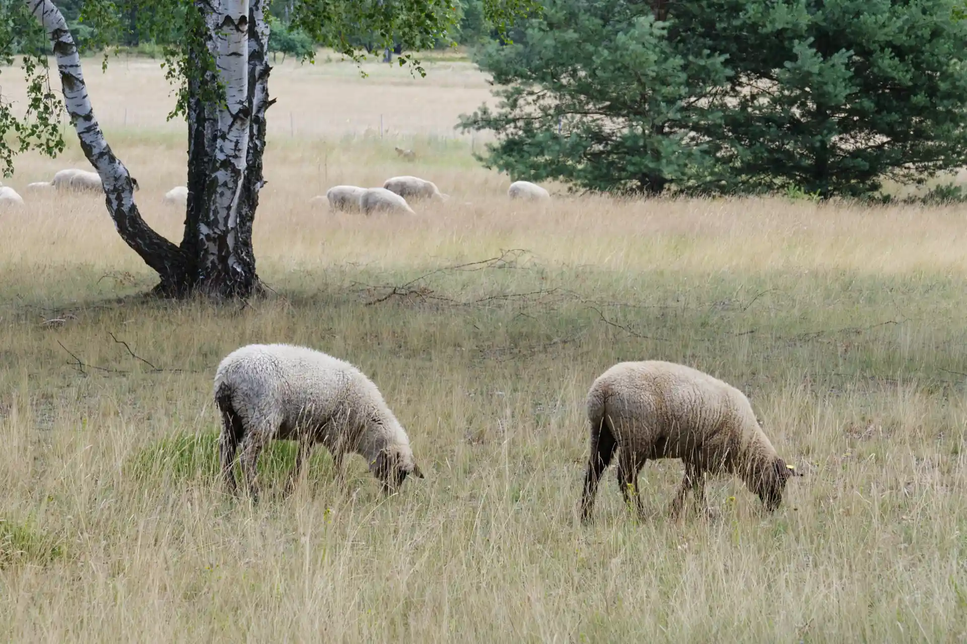 Thomas - Wanderung über den Heller zur Gartenstadt