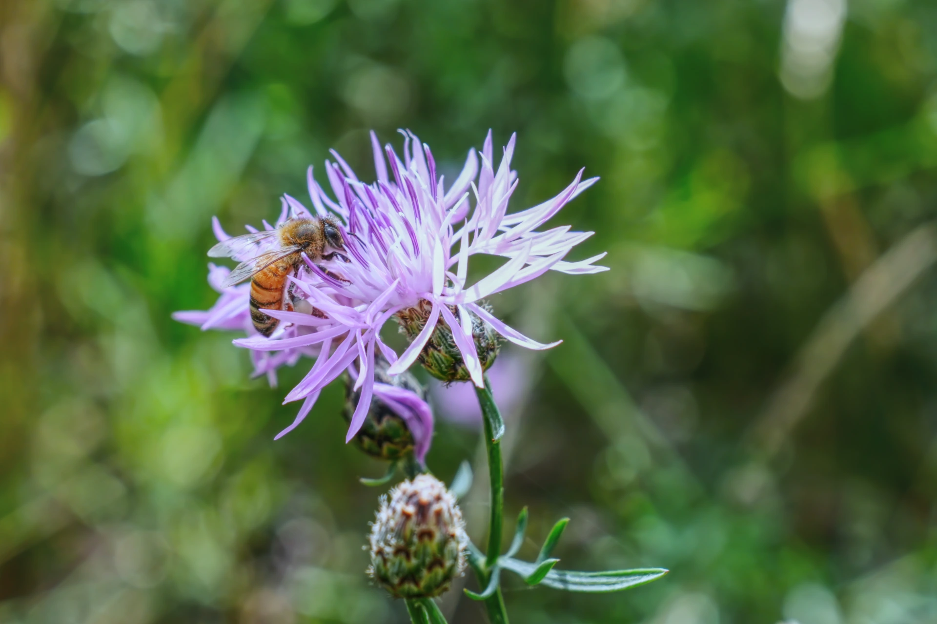 Wanderung über den Heller zur Gartenstadt