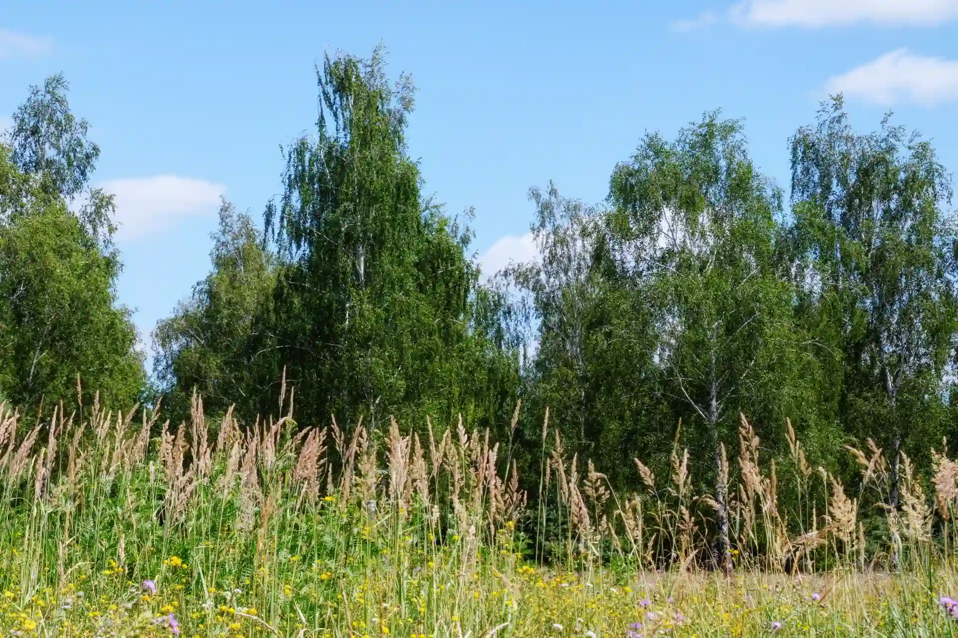 Wanderung über den Heller zur Gartenstadt