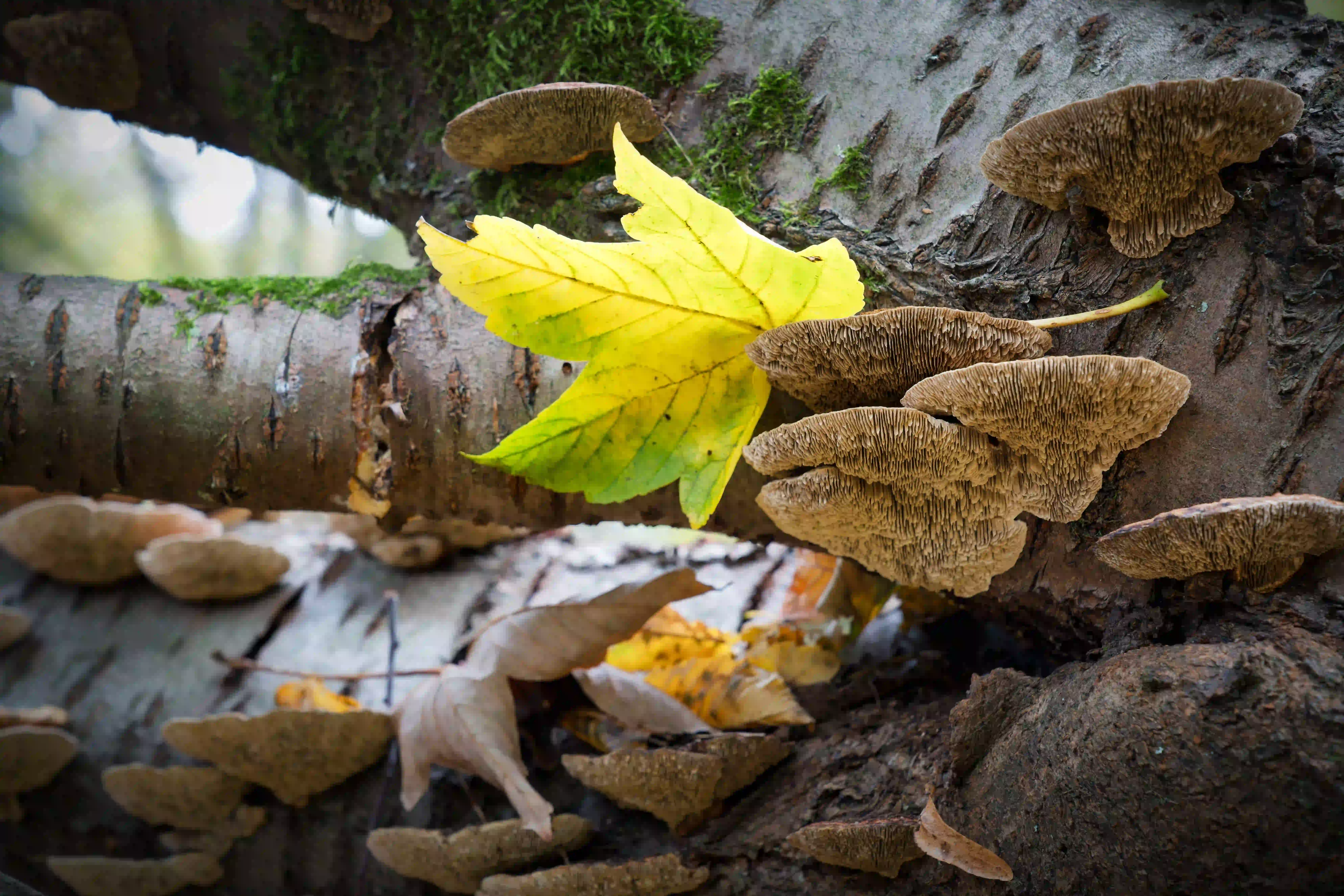 Herbstmomente