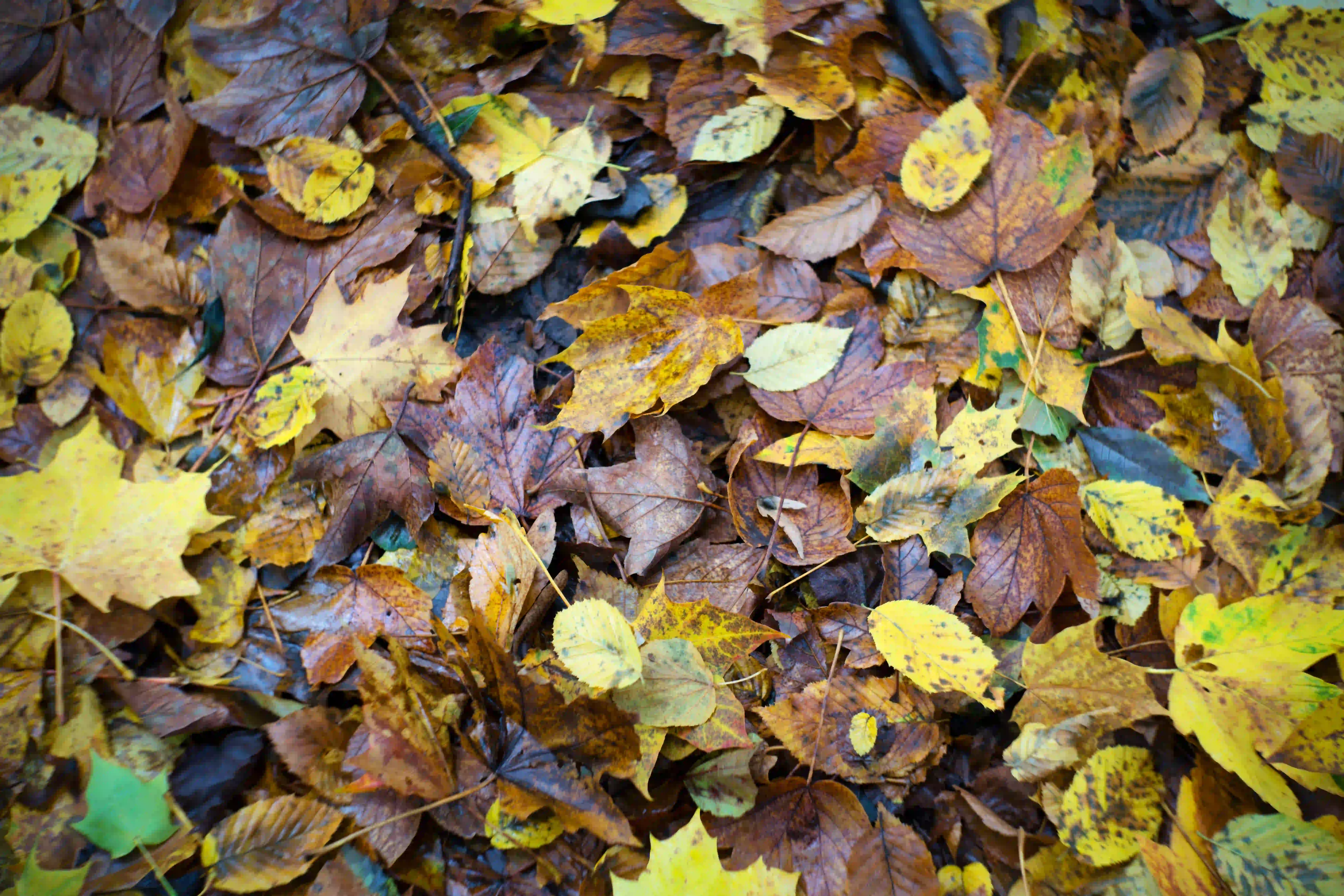 Herbstmomente