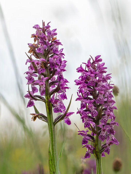 Orchideenwiesen am Geising