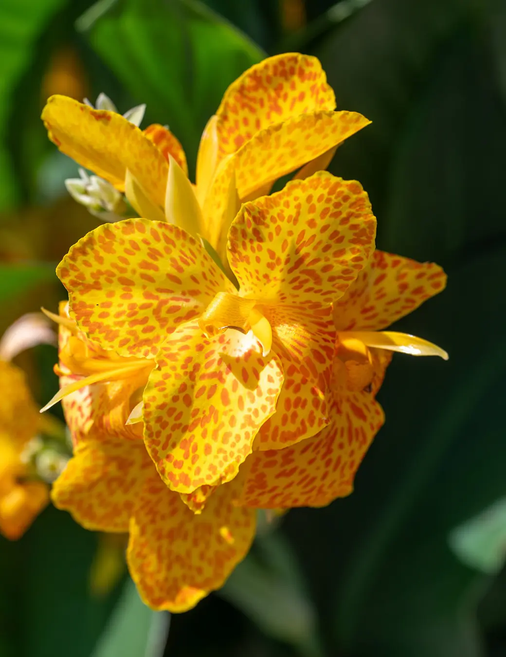Cleveland Botanical Gardens